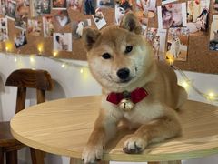 -韩烧牛中牛·甄选黑牛烤肉(黑金店)