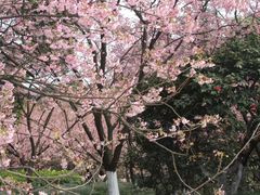 -南山植物园