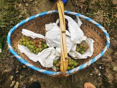 -马陆小张葡萄园农家乐