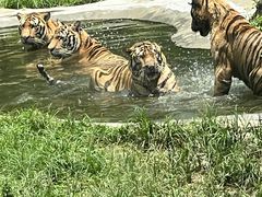-深圳野生动物园