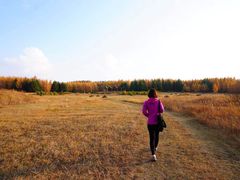 -御道口草原森林风景区