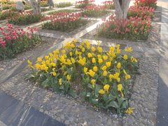 -石家庄市植物园
