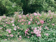 -滨湖塘西河公园