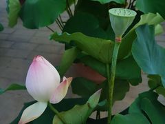 -莲花池公园