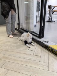 -德加芭蕾·舞蹈培训
