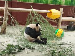 -杭州野生动物世界