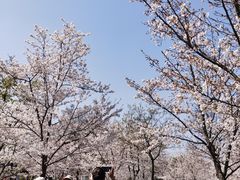 -顾村公园