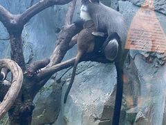 -贵州森林野生动物园