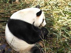-都江堰中华大熊猫苑