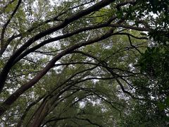 -上海佘山国家森林公园天马山园