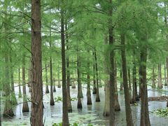 -池杉湖湿地公园