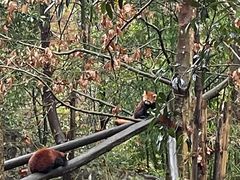 -都江堰中华大熊猫苑