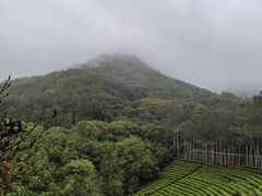 -雁南飞茶田景区