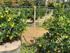 -前小桔亲子创意农场·草莓采摘·露营烧烤