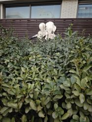 -首都医科大学附属北京儿童医院