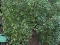 -石家庄市植物园