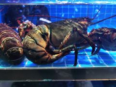 -鸽子侯·家宴·平价海鲜(市图书馆店)