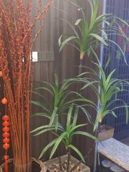 -花隐瑜伽·普拉提·红绳