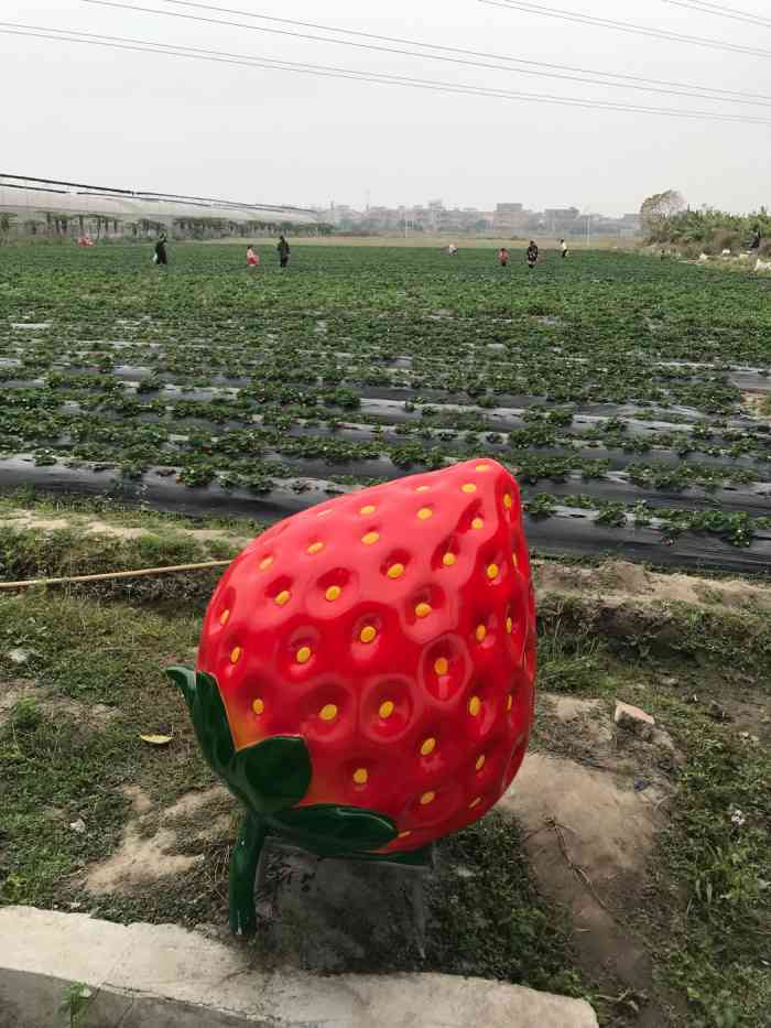 食为天农业科普园-"这里是花的海洋,这里是花的季节,在这里,.