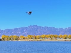-野鸭湖国家湿地公园