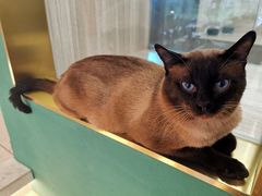 -飞行喵MR PILOT|猫舍·猫咖(静安大融城店)