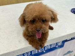 -芭比堂动物医院·24小时·眼科中心(深圳中心)