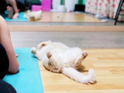 -齐伽生活馆·瑜伽·普拉提·阿育吠陀