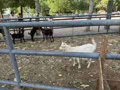 -长白岛森林公园