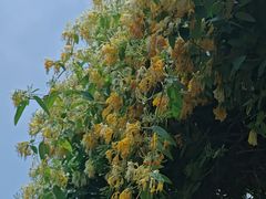 -广西壮族自治区药用植物园