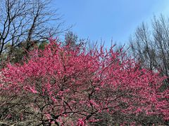 -杭州植物园