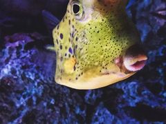 -暹罗海洋世界