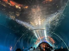 -涛·海底餐厅·美人鱼·自助餐·海底隧道(三亚海棠湾洲际度假酒店)