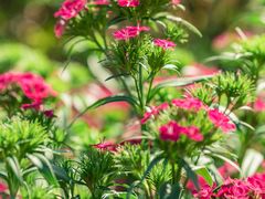 -广州市流溪河国家森林公园