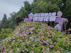 -上海滨江森林公园