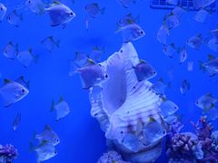 -上海海昌海洋公园