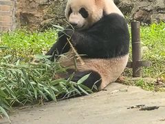 -都江堰中华大熊猫苑