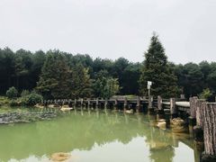 -铁山坪森林公园