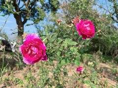 -鹅湖玫瑰文化园