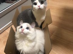 -萌兽医馆·眼科·异宠专科(三里屯店)