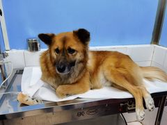 -北京博爱动物医院有限公司