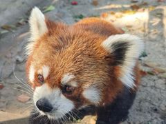 -苏州太湖西山岛开心农场