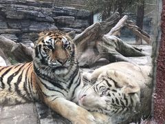 -贵州森林野生动物园