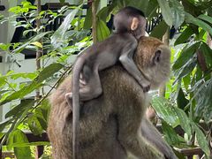 -武吉知马自然保护区