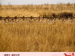 -盐城丹顶鹤湿地生态旅游区