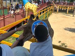 -西霞口神雕山野生动物世界