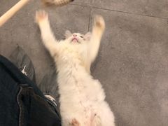 -飞行喵MR PILOT|猫舍·猫咖(静安大融城店)