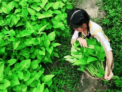 -樂桃源奉贤黄桃种植采摘基地