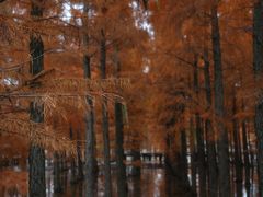 -池杉湖湿地公园