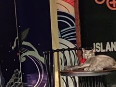 -喵屿·大理花园猫咖