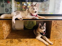 -Husky Go! 哈士奇体验馆·宠物咖啡厅狗咖